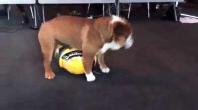 Roscoe se entretiene con el casco de Lewis Hamilton